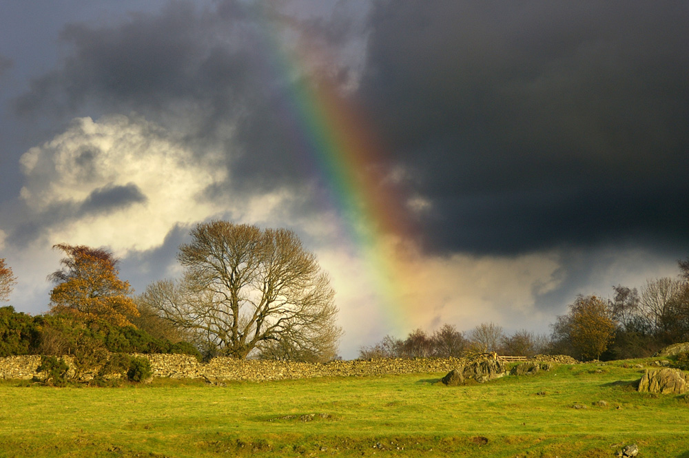 To save this picture as Windows Wallpaper - right click it - then select "Set as Background"